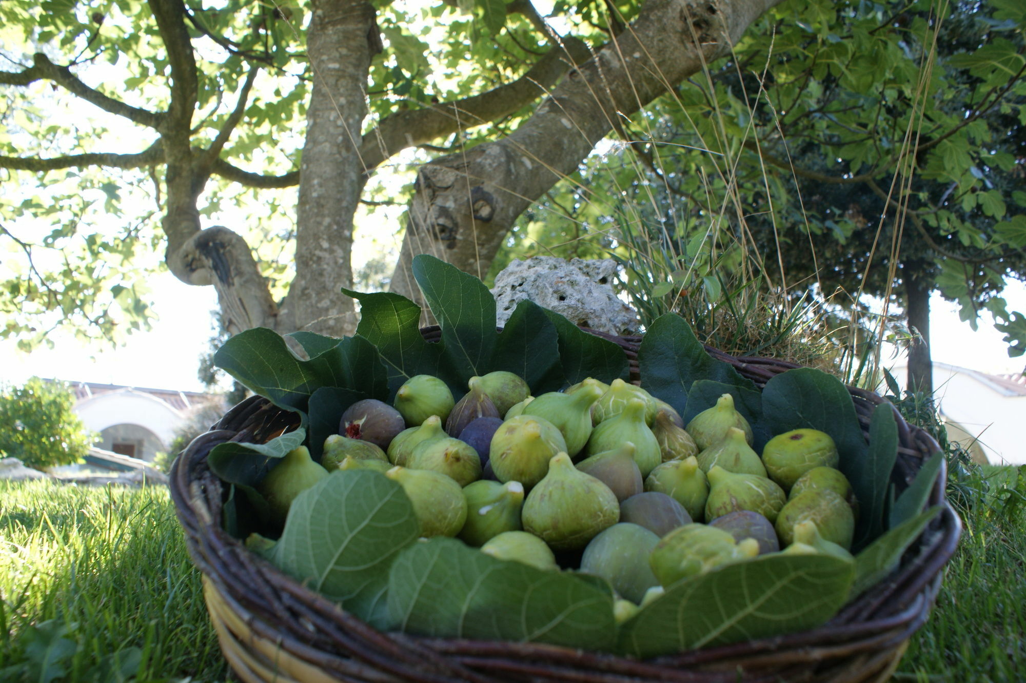 Masseria Chiancone Torricella Martina Franca Bagian luar foto